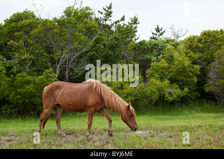 Stati Uniti d'America, Maryland, Assateague Island National Seashore, Wild Horse alimentazione su erba in Salt Marsh su Assateague Island Foto Stock