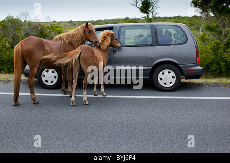 Stati Uniti d'America, Maryland, Assateague Island National Seashore, cavalli selvaggi di avvicinamento dei turisti sulle vetture di Assateague Island Foto Stock