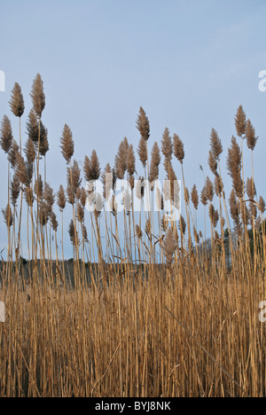 Graminacee ornamentali vicino alla costa Foto Stock