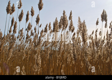 Graminacee ornamentali vicino alla costa Foto Stock