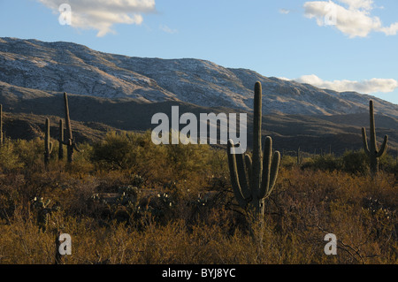 Rincon montagne a Parco nazionale del Saguaro East nella Foresta Nazionale di Coronado nel Deserto di Sonora, Tucson, Arizona, Stati Uniti. Foto Stock