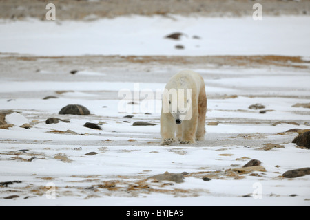 Andando orso polare. Il polar bear va sulla coperta di neve Costa sassosa e lecca le labbra. Foto Stock