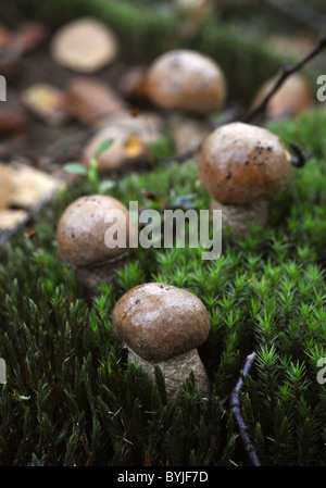 La Betulla bolete (Leccinum scabrum) è un fungo commestibile. Foto Stock