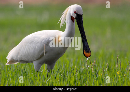 White Spatola (Platalea leucorodia). Adulti in allevamento piumaggio rovistando in un prato. Il lago di Kerkini, Grecia. Foto Stock