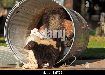 Skunk striato (Mephitis mephitis) rovistando in un bidone della spazzatura. Foto Stock