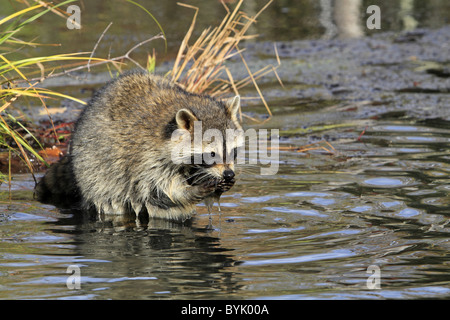 Raccoon (Procione lotor) rovistando in un fiume. Foto Stock