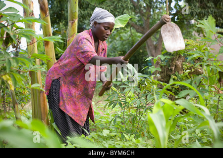 Una donna agricoltore lavora sulla sua piccola fattoria in rurale Masaka, Uganda, Africa orientale. Foto Stock