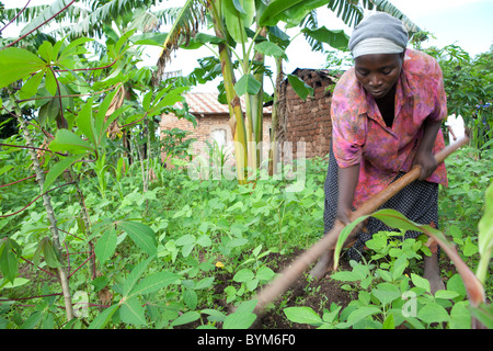 Una donna agricoltore lavora sulla sua piccola fattoria in rurale Masaka, Uganda, Africa orientale. Foto Stock