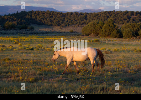 Luce Mustang Daino pascolare nel tardo luce in fiori selvatici Foto Stock