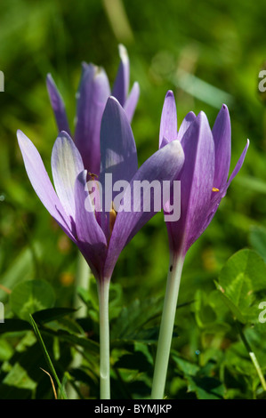 Prato di zafferano (Colchicum autumnale), fiore Foto Stock