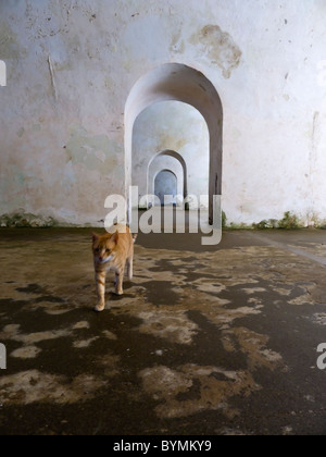 Un gatto è vagare in El Morro Fort, la vecchia San Juan, Puerto Rico Foto Stock