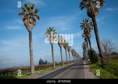 Una fila di palme lungo il lato di una strada Foto Stock