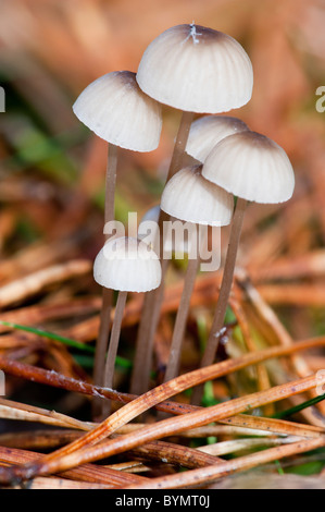 La mungitura cofano (Mycena galopus), gruppo Foto Stock