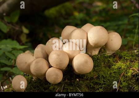 Il moncone Puffball (Lycoperdon pyriforme) su Willow Foto Stock