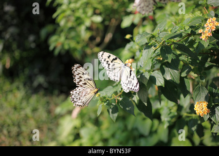 La carta di riso farfalle su Lantana Foto Stock