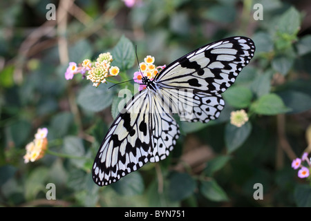 La carta di riso farfalla sul fiore Foto Stock