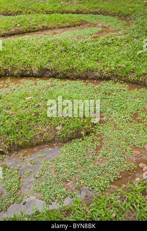 Allevamento di crescione cresce in un ambiente naturale in Honduras, America centrale. Foto Stock