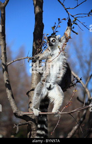 Anello-tailed Lemur nella struttura ad albero Foto Stock