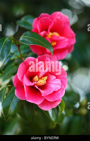 Camelia Fiori Foto Stock