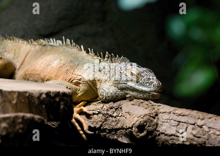 Iguana rettile seduti sulla struttura ad albero Foto Stock