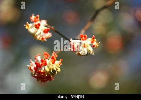 Oriental Paperbush capolino tre oggetti Foto Stock