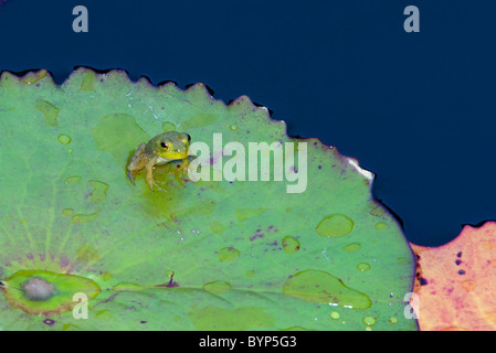 Piccola rana su lily pad Foto Stock