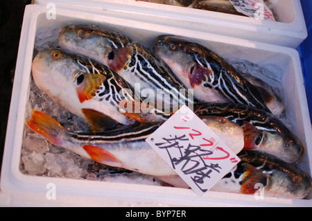 Takifugu xanthopterus (shimafugu) in vendita presso il Mercato del Pesce di Tsukiji, Tokyo Foto Stock