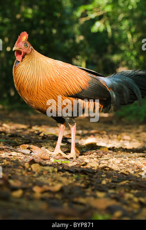 Sri Lanka Junglefowl (Gallus lafayettii) Selvatica, Sinharaja Riserva, Sri Lanka endemica Foto Stock