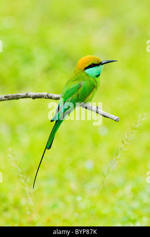 Green Gruccione (Merops orientalis) Yala National Park, Sri Lanka Foto Stock