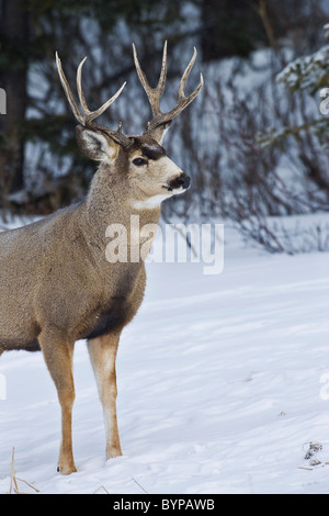 Un ritratto verticale di un mulo cervo buck guardando lontano. Foto Stock