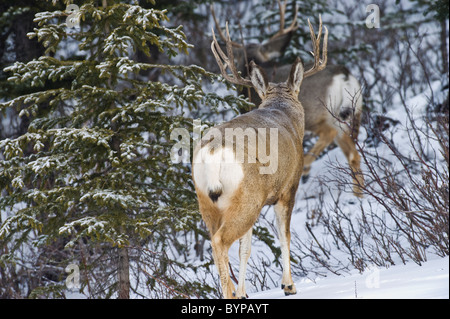 Due adulti Mule Deer bucks a piedi attraverso la spazzola e la neve. Foto Stock