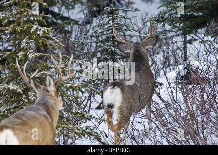 Una vista posteriore di due adulti Mule Deer bucks a piedi attraverso la spazzola e la neve. Foto Stock