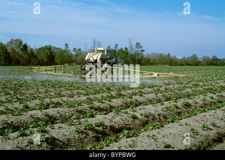 Agricoltura - applicazione di prodotti chimici di fungicida su piante di patate / Florida, Stati Uniti d'America. Foto Stock