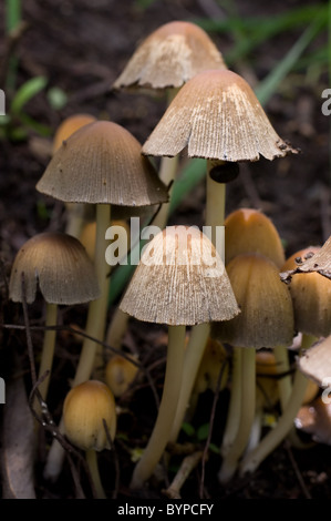 Foto di alcuni scintillanti di tappi di inchiostro (Coprinellus micaceus) Foto Stock