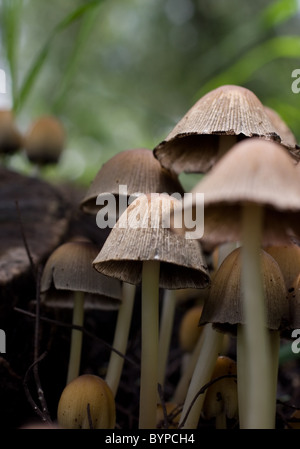 Foto di alcuni scintillanti di tappi di inchiostro (Coprinellus micaceus) Foto Stock