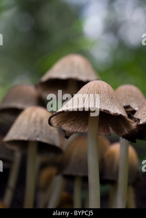 Foto di alcuni scintillanti di tappi di inchiostro (Coprinellus micaceus) Foto Stock