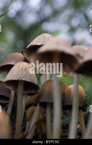 Foto di alcuni scintillanti di tappi di inchiostro (Coprinellus micaceus) Foto Stock