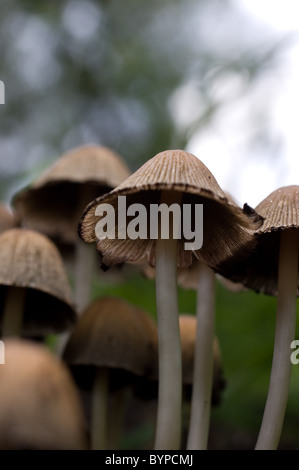 Foto di alcuni scintillanti di tappi di inchiostro (Coprinellus micaceus) Foto Stock