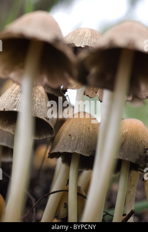 Foto di alcuni scintillanti di tappi di inchiostro (Coprinellus micaceus) Foto Stock