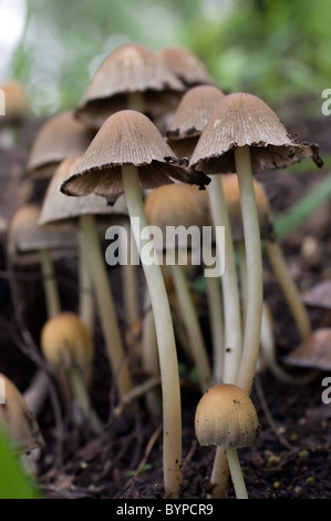 Foto di alcuni scintillanti di tappi di inchiostro (Coprinellus micaceus) Foto Stock