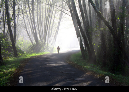 Donna che cammina un vecchio curvo piccola strada che si snoda attraverso una fitta nebbia bosco di latifoglie, alla luce del sole lo streaming attraverso gli alberi. Foto Stock