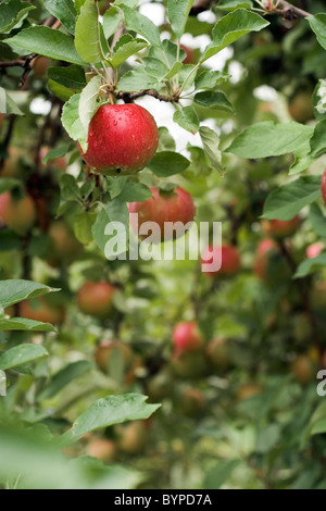 Le mele rosse appese su alberi in un frutteto Foto Stock