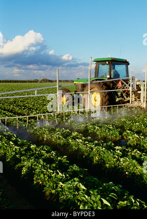 Agricoltura - applicazione di prodotti chimici, l'applicazione di fungicidi e insetticidi per piante di fragola / Plant City, Florida, Stati Uniti d'America. Foto Stock