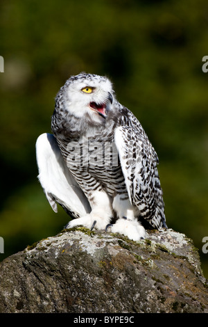 Snow owl Bubo scandiacus grande bianco arctic owl Foto Stock