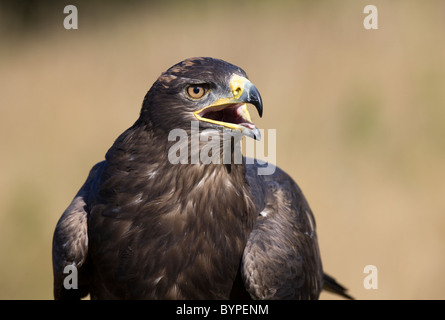 Steppa eagle, Aquila nipalensis, steppenadler Foto Stock