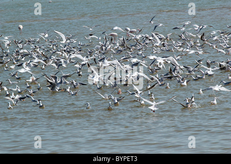 Flying gabbiani nel Rann di Kutch, Gujarat, India Foto Stock