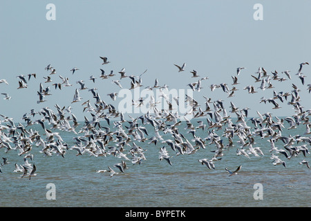 Flying gabbiani nel Rann di Kutch, Gujarat, India Foto Stock