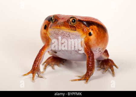 Rana Pomodorro Dyscophus antongili Foto Stock