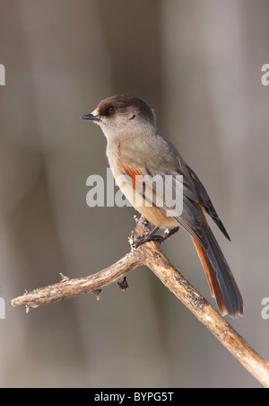 Siberian jay [Perisoreus infaustus] Unglückshäher Hamra Nationalpark, Svezia Foto Stock