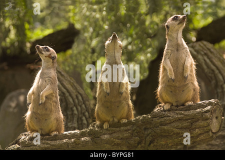 " Home sistema di sicurezza' - meerkats mantenendo un belvedere Foto Stock